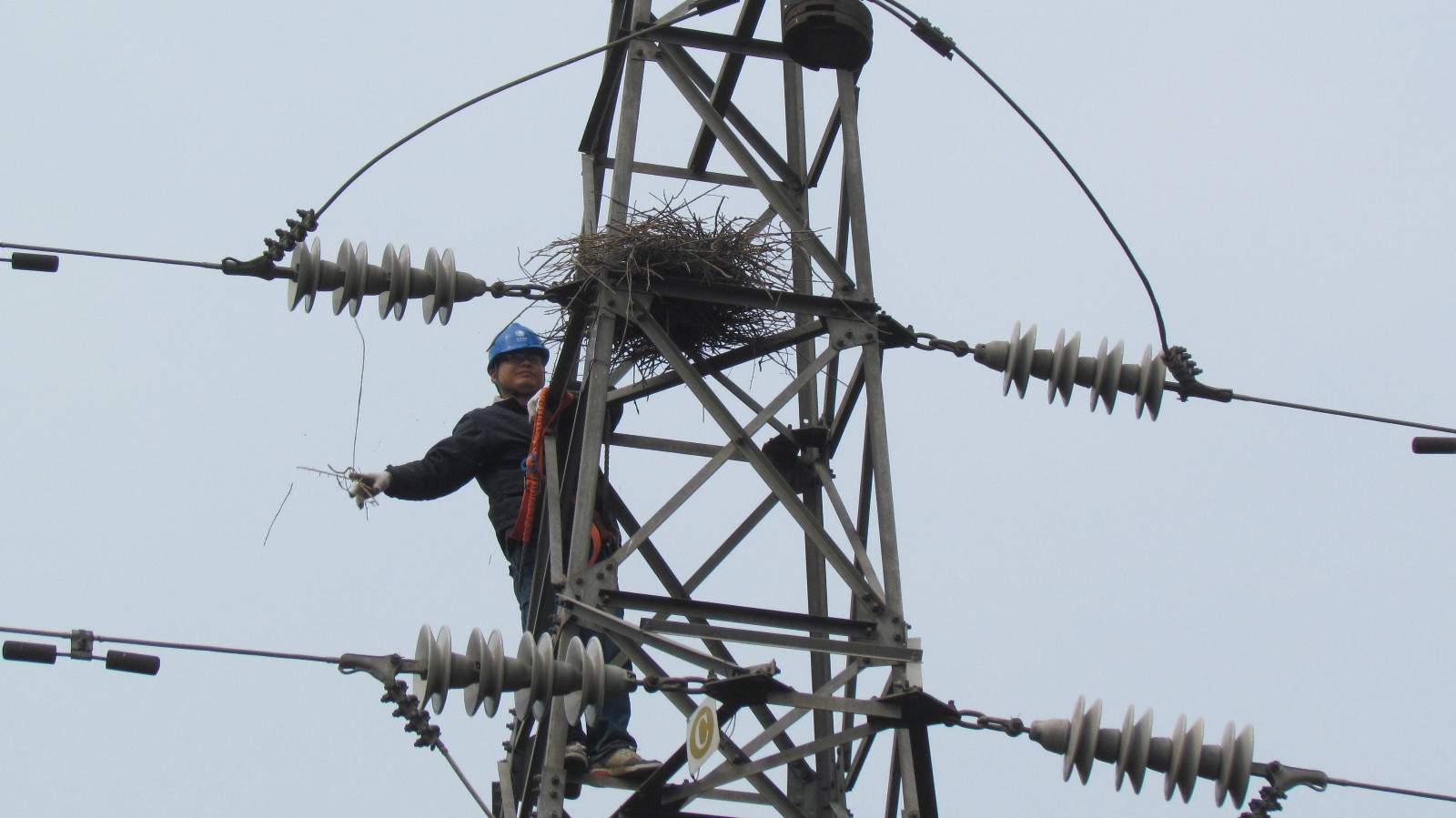 鳥害.jpg 鳥害.jpg